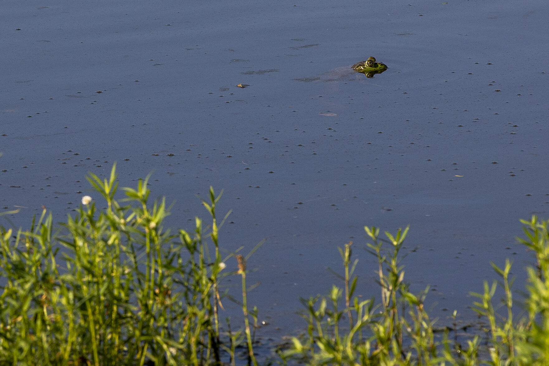 KidFish in Navasota